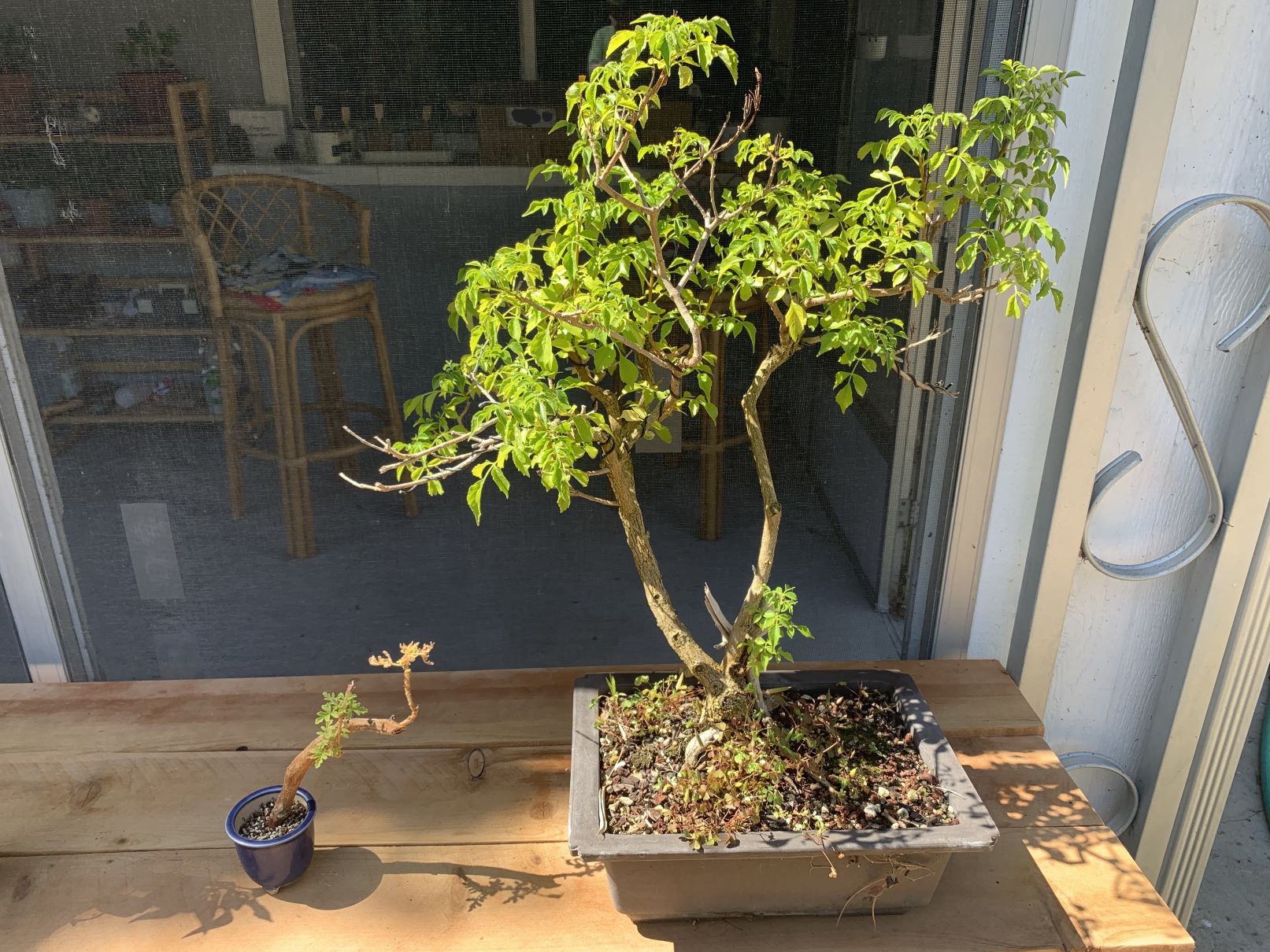 Pelargonium and Honeysuckle 2024-05-27